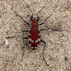Cicindela formosa