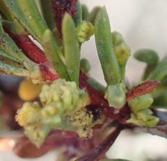 Eriophyes adenostomae