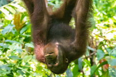 Pongo pygmaeus