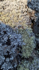 Cladonia uncialis