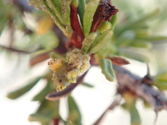 Eriophyes adenostomae