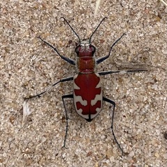Cicindela formosa