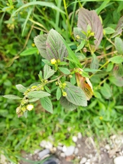 Sida rhombifolia