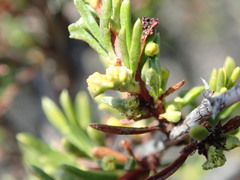 Eriophyes adenostomae