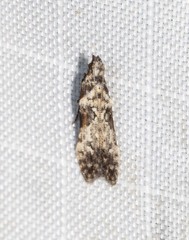 Hypatima baliodes