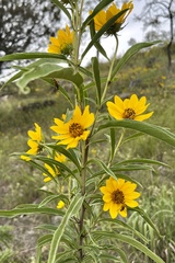 Helianthus salicifolius