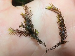 Fissidens fontanus