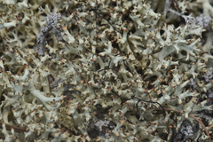 Cladonia uncialis