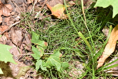 Equisetum scirpoides