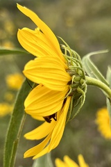 Helianthus salicifolius
