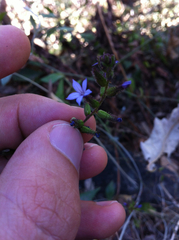 Plumbago pulchella
