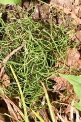 Equisetum scirpoides image