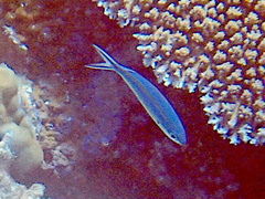 Caesio caerulaurea