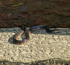 Nerodia fasciata pictiventris