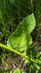 Petasites frigidus