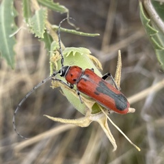 Tylosis maculatus