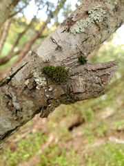 Ulota crispa