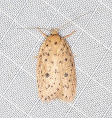 Garrha atripunctatella