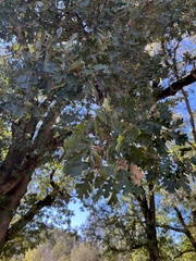 Quercus lobata