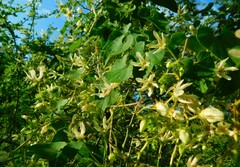 Polystemma cordifolium