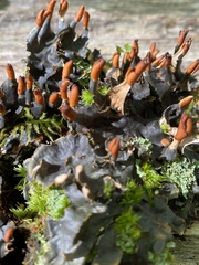 Peltigera polydactylon