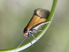 Philobota arabella