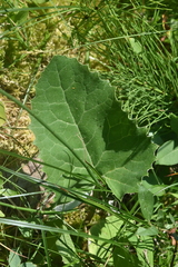 Petasites frigidus