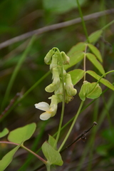 Lathyrus ochroleucus