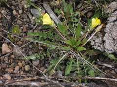 Oenothera flava