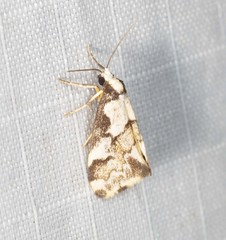 Philenora chionastis