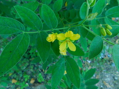 Senna villosa