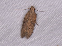 Hypatima