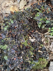 Peltigera polydactylon