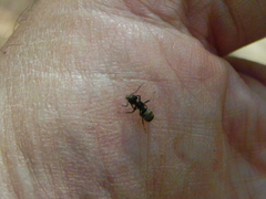 Dolichoderus bispinosus