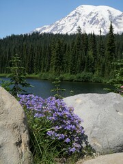 Penstemon serrulatus