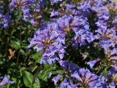 Penstemon serrulatus