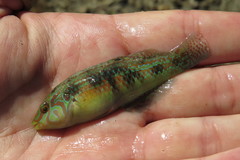 Halichoeres miniatus