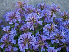 Penstemon serrulatus