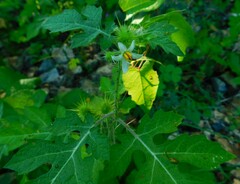 Solanum grayi