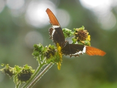 Siproeta epaphus epaphus