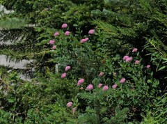 Spiraea splendens splendens