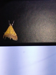 Pyrausta bicoloralis