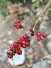 Lonicera subspicata denudata