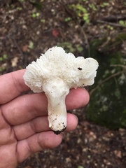 Hygrophorus eburneus