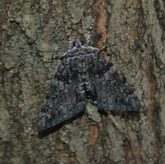 Catocala lacrymosa