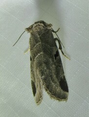 Plagiomimicus pityochromus