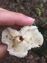 Hygrophorus eburneus