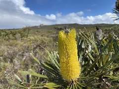 Banksia attenuata