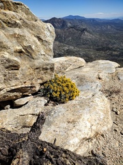 Ericameria cuneata spathulata