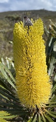 Banksia attenuata